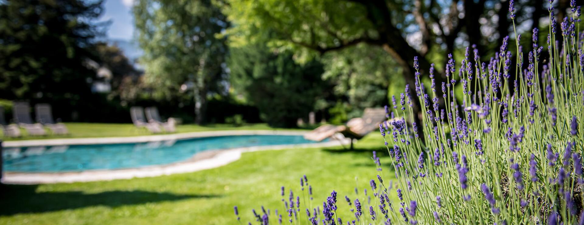 Pool mit blühenden Lavendel im Hotel Ander