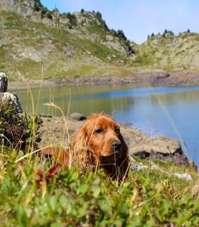 hund-sommer